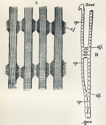 File:Gills of Mytilus edulis 001.png