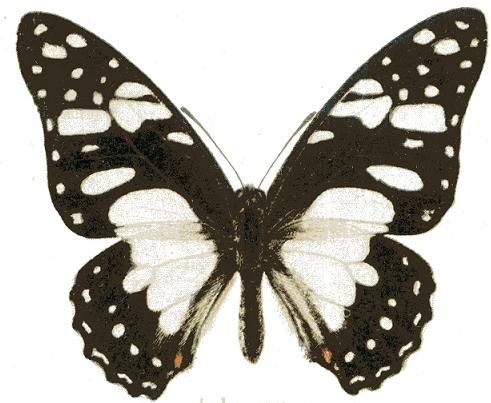 File:Graphium taboranus.JPG