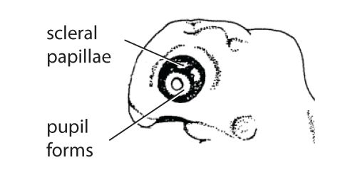 File:H5. Pupil forms (V08e).png