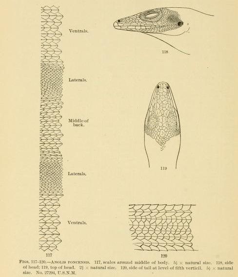 File:Herpetologyofpor00stej 0126-diagram.jpg