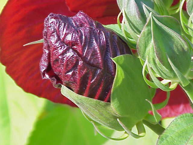 File:Hibiscus moscheutos5.jpg