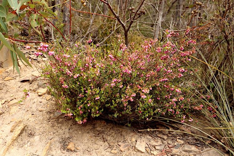 File:Hypocalymma speciosum habit.jpg