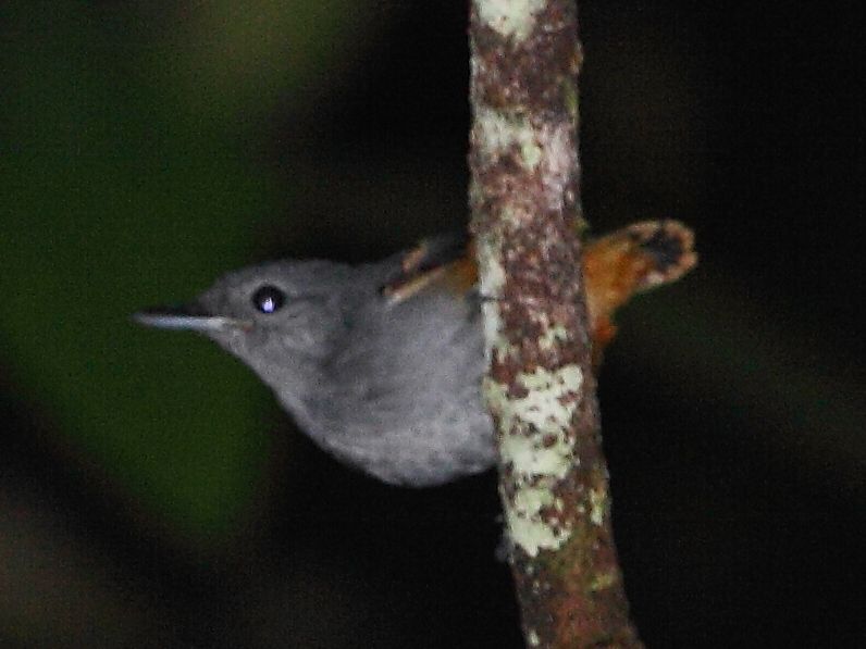 File:Isleria guttata - Rufous-bellied Antwren (male).JPG