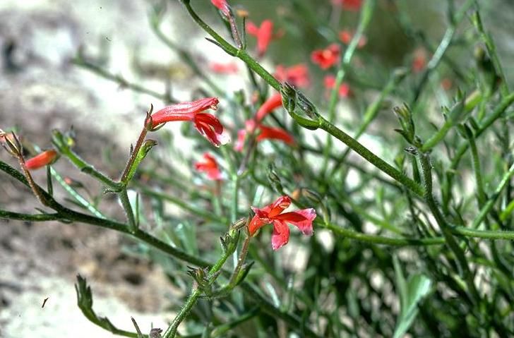 File:Lechenaultia hirsuta.jpg