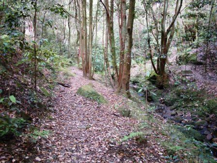 File:Lilli Pilli Rainforest - Swaines Creek.JPG