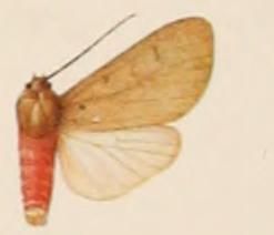 File:Melese sordida male.JPG