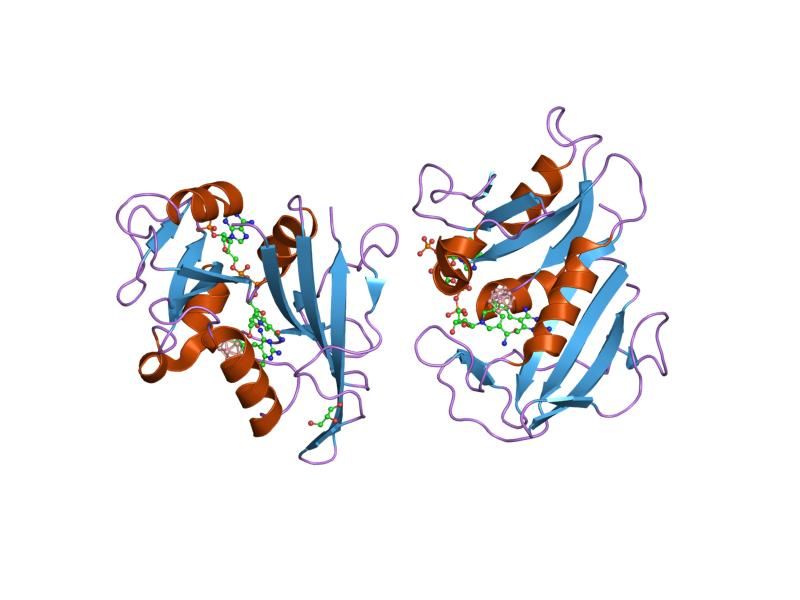 File:PDB 2c2s EBI.jpg