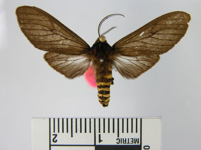 File:Pseudopharus cornelia.JPG