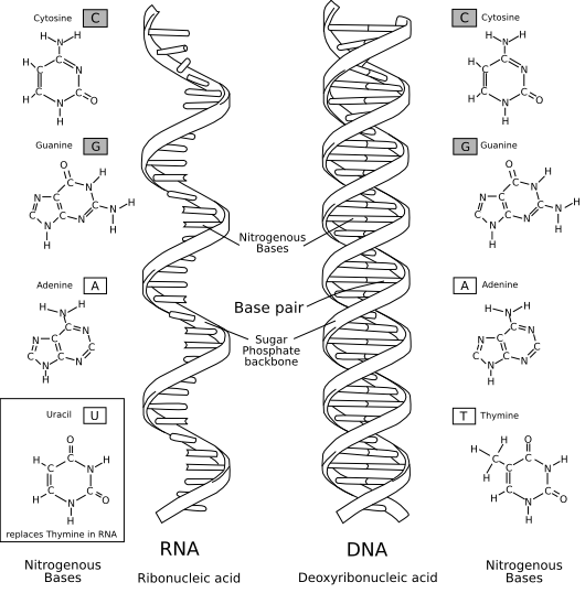 File:RNA-comparedto-DNA thymineAndUracilCorrected.png