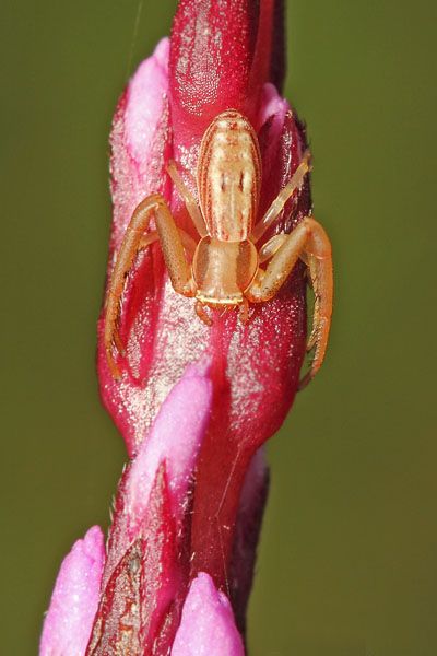 File:Runcinia sp.jpg