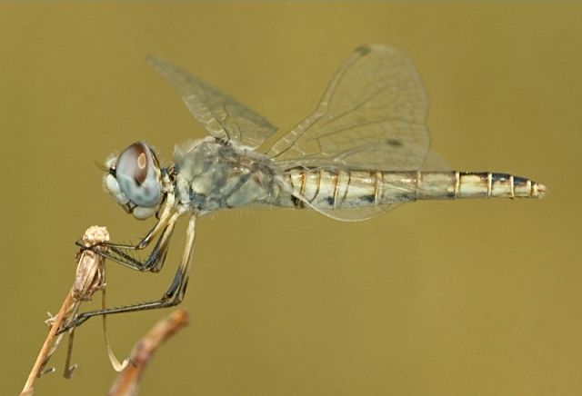 File:Selysiothemis nigra.jpg