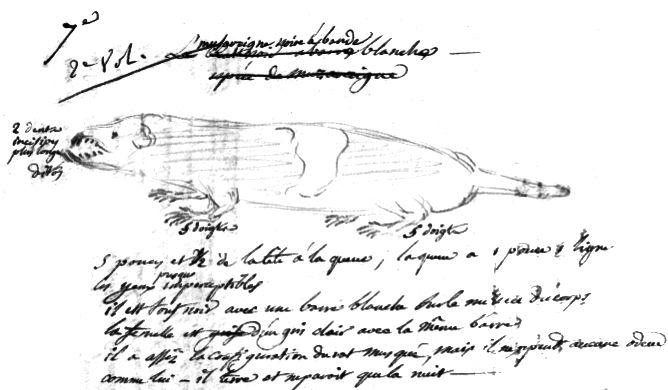 File:Sonnerat's shrew.jpg