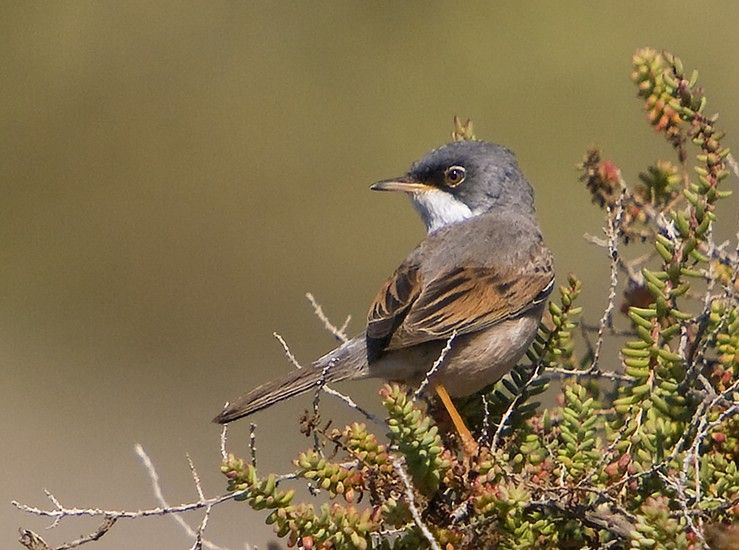 File:Sylvia conspicillata Gran Canaria.jpg