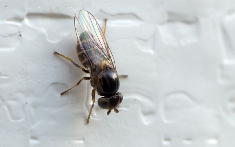 File:Thaumatomyia annulata (273243744).jpg