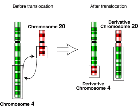 File:Translocation-4-20.png