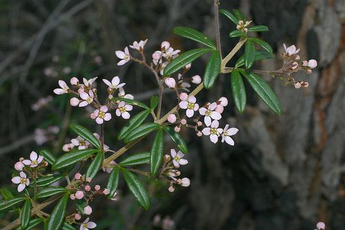 File:Zieria fraseri.jpg