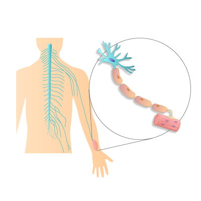 File:201405 peripheral nervous system.png