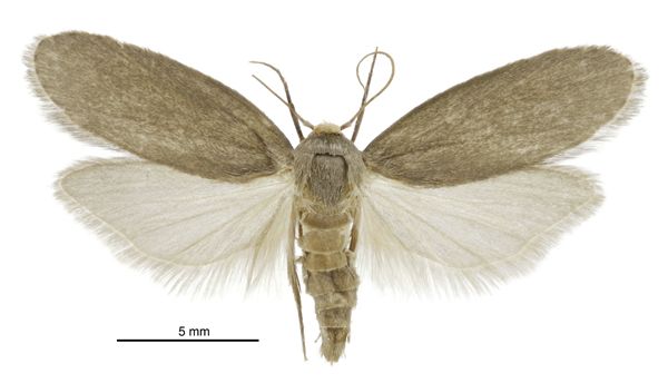 File:Achroia grisella female2.jpg