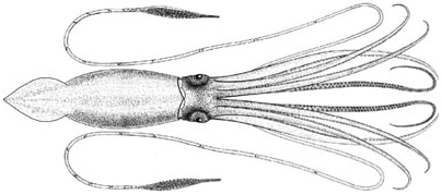 File:Architeuthis princeps image modified.PNG