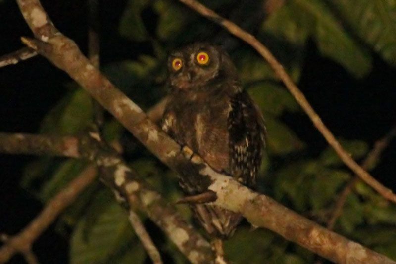 File:Biak Scops Owl.jpg