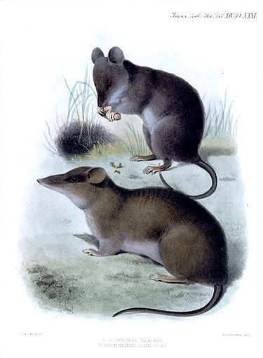 File:Celænomys silaceus and Rhynchomys soricoides.jpg