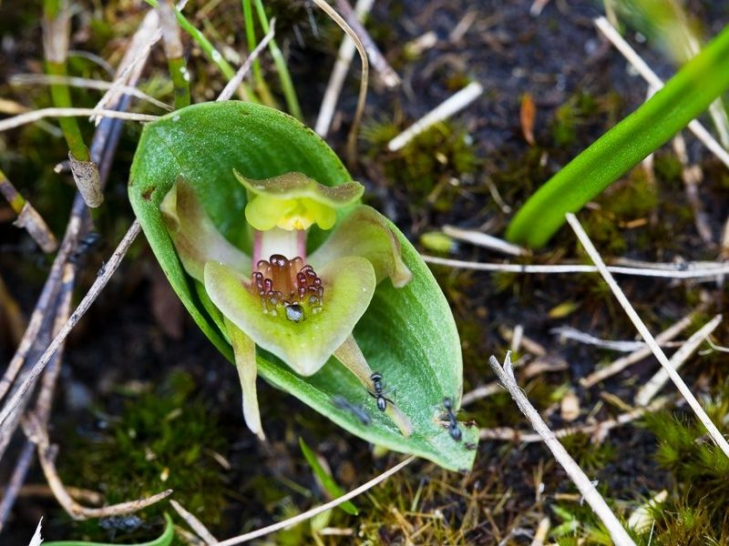 File:Chiloglottis turfosa.jpg