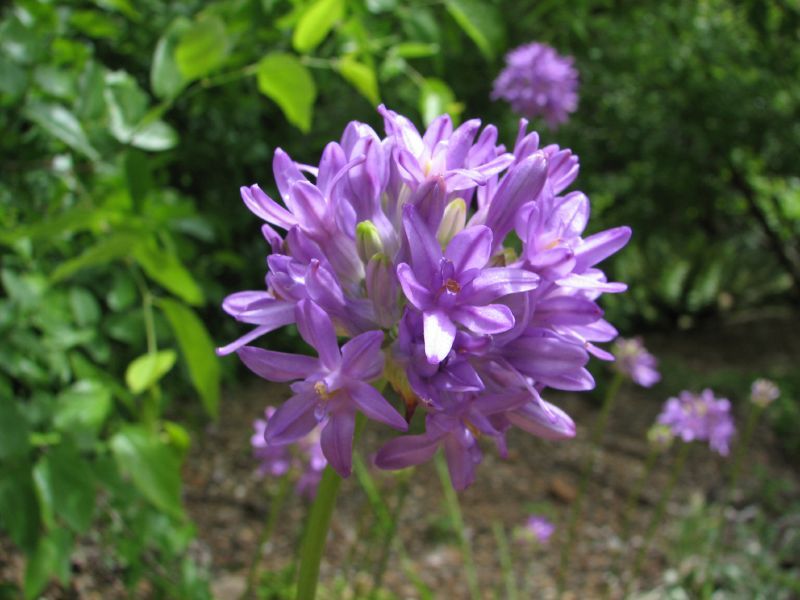 File:D multiflorum.jpg