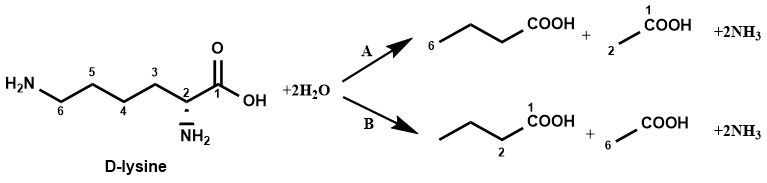 File:Degradation of lysine modified.jpg