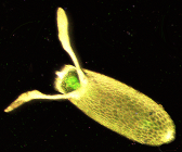 File:Drosophila egg.png