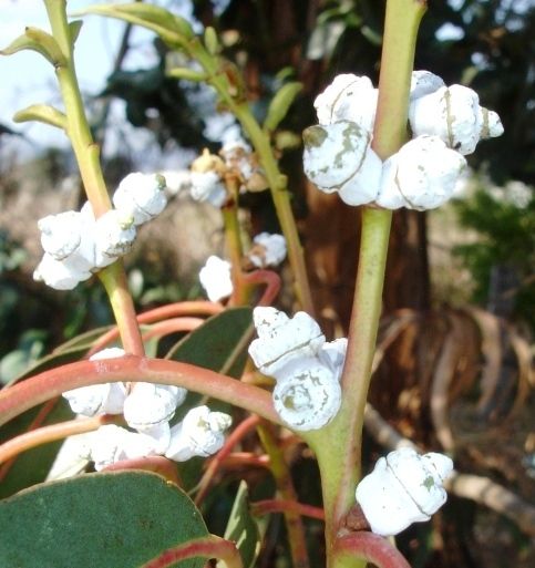 File:E. cordata, buds.jpg