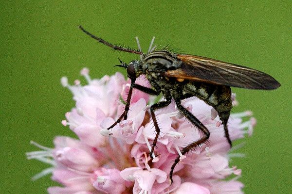 File:Empis.variegata.jpg