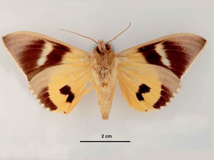 File:Eudocima salaminia male ventral.jpg