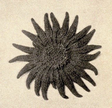 File:FMIB 52626 Heliaster multiradiata.jpeg