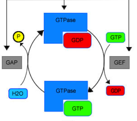 File:GTPase Activation.png