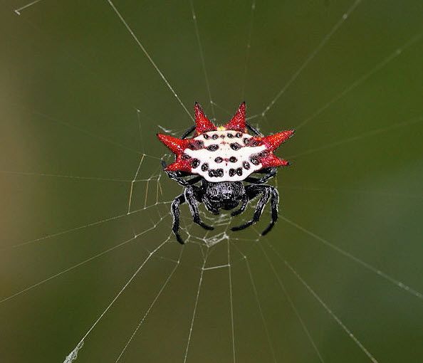 File:Gasteracantha cancriformis in Miami.jpg