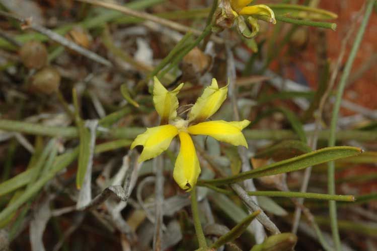 File:Goodenia fascicularis.jpg