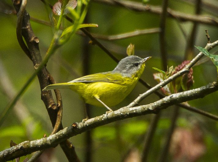 File:Gray-hooded Warbler - Bhutan S4E9002 (19079874190) (cropped).jpg