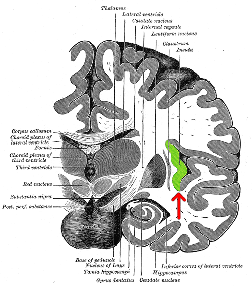 File:Gray717-emphasizing-insula.png