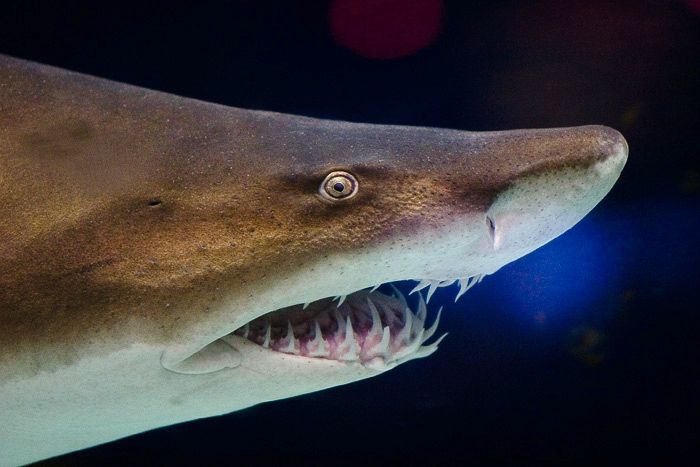 File:Grey nurse shark 2.jpg