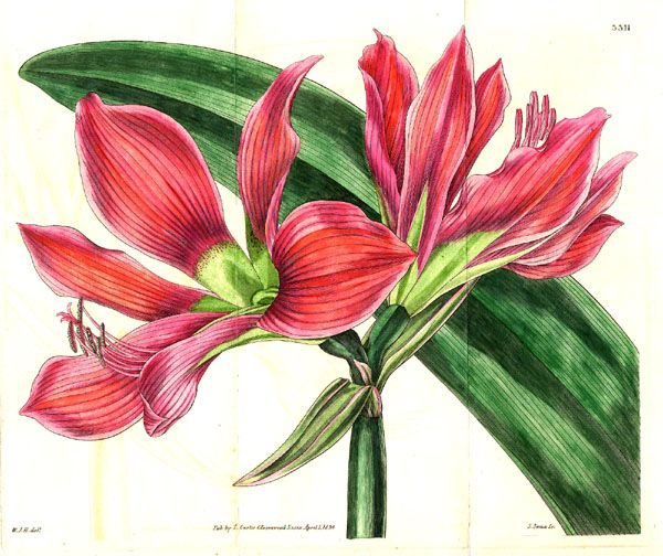 File:Hippeastrum aulicum1CURTIS.jpg