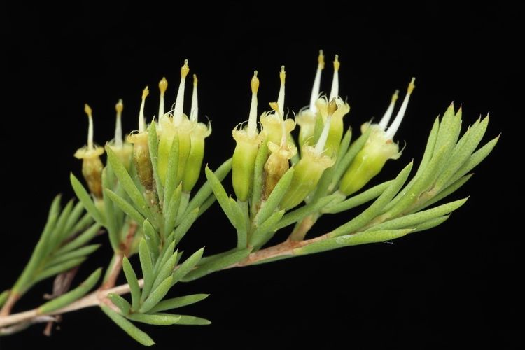 File:Homoranthus melanostictus.jpg