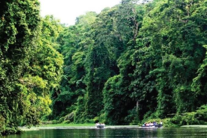 File:Katonga forest in Uganda.jpg