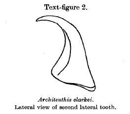 File:Lateral tooth of Scarborough giant squid.jpg