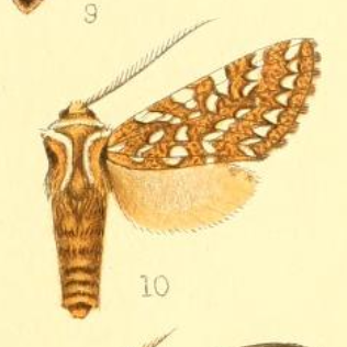 File:Lophocampa andensis.png