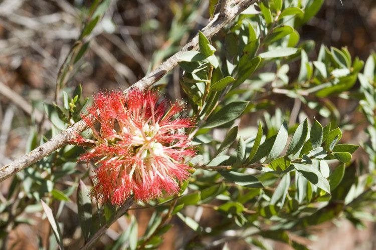 File:Melaleuca macronychia flowers.jpg