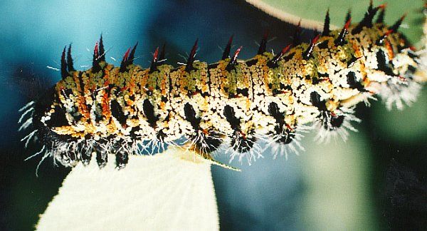 File:Mopane Worm by Arne Larsen.jpg