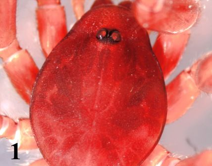 File:Nops craneae.jpg