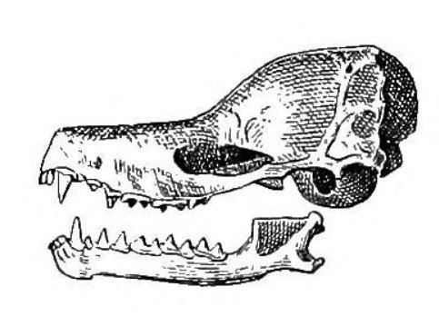 File:Nyctiellus lepidus skull.jpg