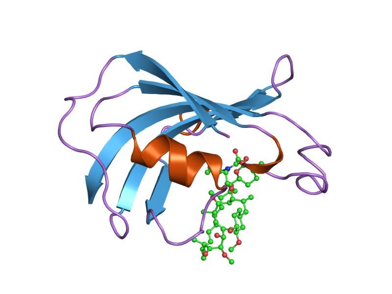 File:PDB 1fkl EBI.jpg