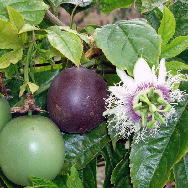 File:Passion fruits.jpg